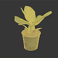 Fiddle Leaf Fig Plant With Large Green Leaves In Gray Pot And Soil