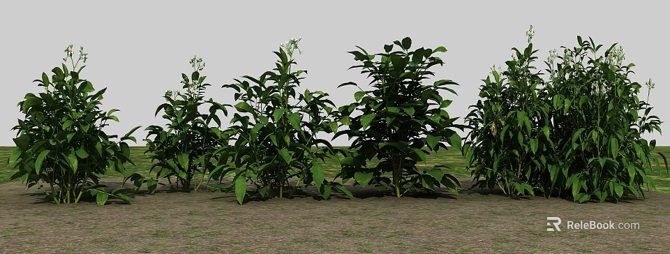 Green Plants of Multiple Sizes with Lush Leaves Growing on Soil and Grey Background 3d model 