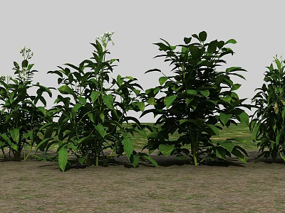 Green Plants of Multiple Sizes with Lush Leaves Growing on Soil and Grey Background 3d model