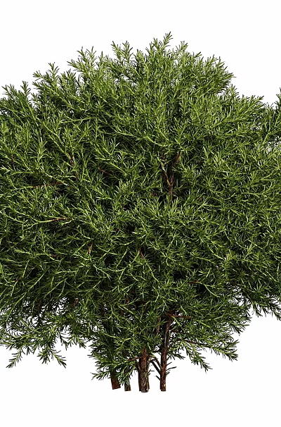 Lush Green Shrub With Dense Foliage For Garden Landscaping And Outdoor Design 3d model