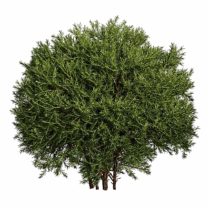 shrub plant 3d model