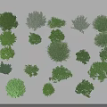 Various Green Shrubs with Lush Foliage and Different Shapes for Garden Landscaping
