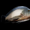 Block Building Block Fish Marine Life Carp 3d model