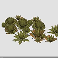 Agave Perennial Evergreen Large Herbaceous Plant With Fleshy Spiky Leaves In Clusters