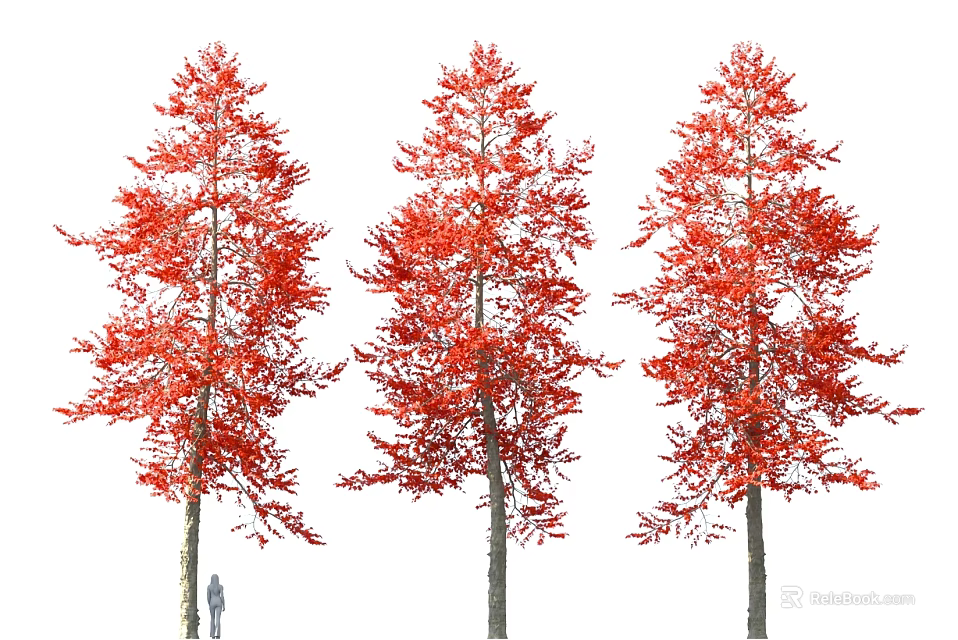 Three Tall Red Leaf Trees With Person For Size Comparison 3d model 