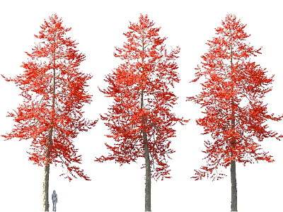 Three Tall Red Leaf Trees With Person For Size Comparison 3d model