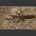 Brown Mantis With Green Stripe Standing On Textured Paper Surface In Natural Pose