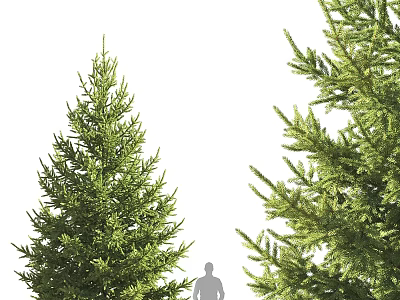 Tall Arbor Trees With Lush Green Foliage And Human Silhouette For Scale 3d model