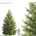 Tall Arbor Trees With Lush Green Foliage And Human Silhouette For Scale
