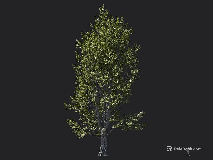 Single Arbor with Lush Green Foliage and Strong Trunk in Natural Growth Form 3d model 