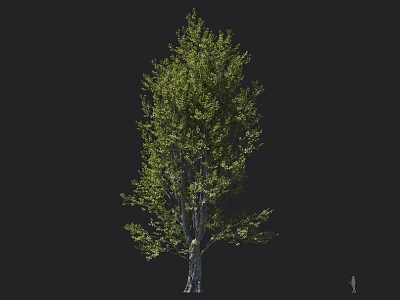 Single Arbor with Lush Green Foliage and Strong Trunk in Natural Growth Form 3d model