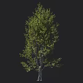 Single Arbor with Lush Green Foliage and Strong Trunk in Natural Growth Form