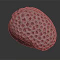 Spherical Sea Urchin With Porous Surface And Detailed Texture On Gray Background