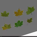 Vibrant Green and Yellow Maple Leaves Arranged on White Background