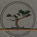 Pine Bonsai Plant on Wooden Shelf with Gray Pot White Pebbles and Circular Backlight