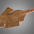 Brown Spotted Flat Fish With Wide Fins And Long Tail Marine Creature