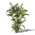 Lush Tropical Palm Plant With Multiple Stems And Green Leaves For Indoor Decor