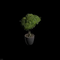 Bonsai Plant With Curved Trunk And Lush Green Leaves In Ceramic Pot