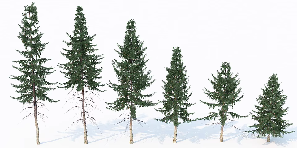 Group of Pine Trees With Different Heights And Green Lush Foliage 3d model 