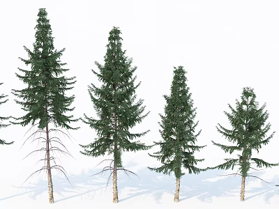 Group of Pine Trees With Different Heights And Green Lush Foliage 3d model