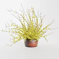 Yellow Blossom Flowers Arranged in Wooden Vase for Home Interior Decor
