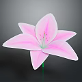Beautiful Pink Lily Plant With Fresh Pink Petals And Red Stamens