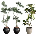 Bonsai Potted Plants in Black and Beige Ceramic Pots Various Leaf Types 3d model