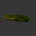 grasshopper insect cartoon locust animation locust anime locust anime game character 3d model