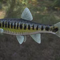 Vibrant Black And Yellow Striped Aquatic Fish With Sleek Body In Natural Habitat