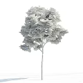 Tall Arbor With Lush Green Leaves Upright Trunk Against Blue Sky And White Clouds