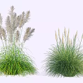 Ornamental Garden Shrubs With Green Foliage And White Plumes For Landscaping