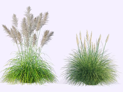 Ornamental Garden Shrubs With Green Foliage And White Plumes For Landscaping 3d model
