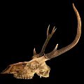 Deer Skull With Large Antlers Display On Black Background For Decoration