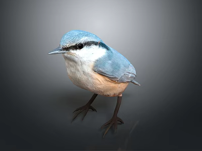 Cute Small Blue And White Bird With Black Eyes And Claws Against Grey Background 3d model