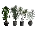 Indoor Display Of Varied Bonsai Potted Plants With Green Foliage And Stylish Pots