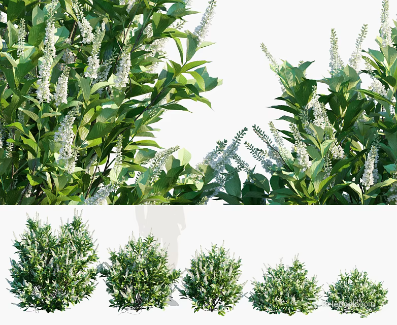 Multiple Green Blooming Bushes With White Flowers In Garden Landscape Design 3d model 