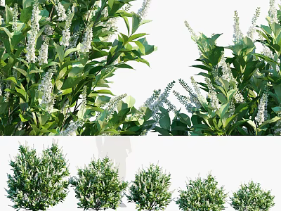 Multiple Green Blooming Bushes With White Flowers In Garden Landscape Design 3d model