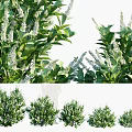 Multiple Green Blooming Bushes With White Flowers In Garden Landscape Design