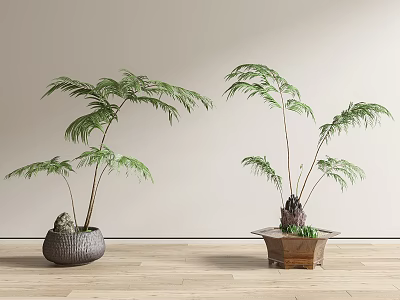 Two Bonsai Potted Plants With Fern Like Leaves In Different Pots On Wooden Floor 3d model