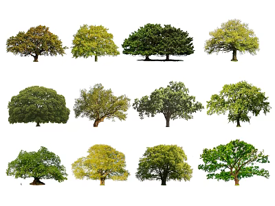 Modern Tree Big Tree Old Tree 3d model