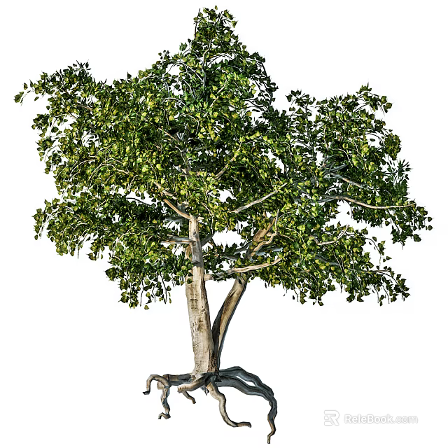 Lush Green Leafy Tree With Thick Trunk And Exposed Roots In Natural Setting 3d model 