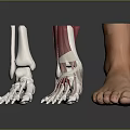 Ankle Anatomical Model Showing Skeleton Muscles Ligaments And Skin Structure Details