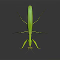 Vibrant Green Praying Mantis Flying Insect with Large Front Legs and Reflective Body Surface