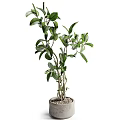 Bonsai Potted Plant With Lush Green Leaves And Multiple Branches For Indoor Decoration