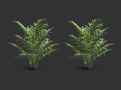 Lush Green Bamboo Plants With Long Leaves And Tall Stems For Decorative 3d model