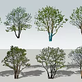 Various Arbor Tree Varieties For Landscape With Different Foliage And Shapes 3d model