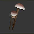 Three Mushroom Plants With Pink Caps White Edges And Brown Stems On Dark Background