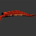 Vibrant Red Fantasy Shrimp with Black Eyes and Feathered Appendages 3D Render