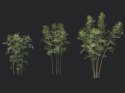 Three Clusters Of Bamboo Plants With Green Foliage 3d model