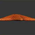 Red Starfish As Aquatic Animal With Vibrant Color And Yellow Spots On Shiny Surface